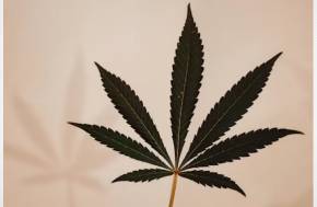 Germany’s Cannabis Revolution: Legal Market Update 2026