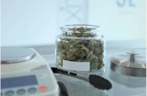 Czech Republic Cannabis Policy: Europe’s Quiet Pioneer