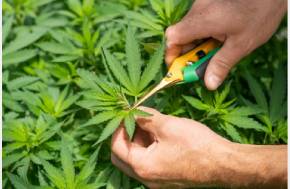 Cannabis News Sources: Staying Informed on Global Legalization