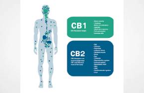 The Endocannabinoid System and Chronic Disease: What the Research Actually Shows