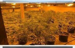 NZ: Cannabis cultivator Dinh Vuong sentenced, 8 years after Auckland raid