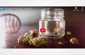 TN legislators to debate legal cannabis bill