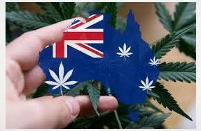 Want to Know What The CEO of New Assoc "MEDICINAL CANNABIS COUNCIL AUSTRALIA LIMITED" Will Be Doing ? Job Ad Outlines It