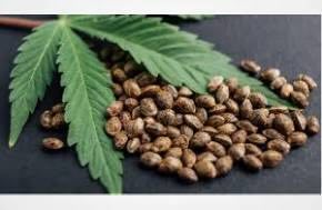 Autoflower Seeds Explained: Benefits, Grow Speed, and Who They're Best For