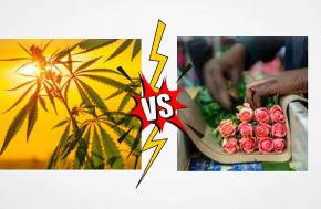 Kenyan Court - Cannabis vs Roses