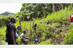 Fiji: The Operation Sasamaki team in the Northern Division has seized more than 7,000 green plants believed to be marijuana.