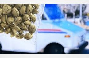 Article: How Cannabis Seed Shipping Rules Vary Across the USA