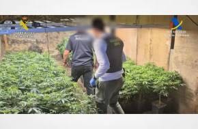 Man Arrested as Authorities Raid Cannabis Cultivation and Sales Operation in Southern Tenerife