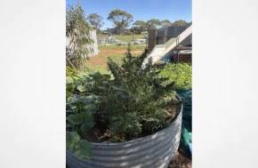 South Australia: Backyard cannabis plants uncovered at Murray Bridge