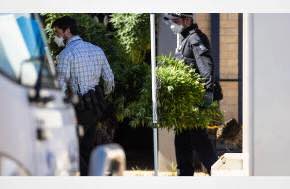 Australia: More than 350 cannabis plants seized from Kalgoorlie home