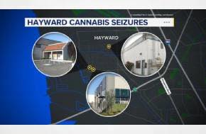 20,000 marijuana plants seized, 24 detained in raids of illegal East Bay cannabis operations
