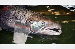Salmon exposed to cocaine swim almost twice as far as those without, study shows