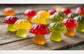Trip Chews Mushroom Gummies—Reviews Highlight Strong Customer Trust