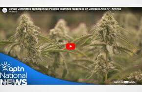 Canada: Senate Committee on Indigenous Peoples examines responses on Cannabis Act