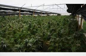 Australia: Man faces court over record-breaking cannabis crop