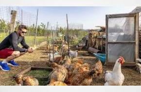 Tunnel opened under chicken coop, modern hashish plantation discovered in Maliq, Albania
