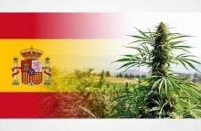 Everything you need to know about legal weed in Spain