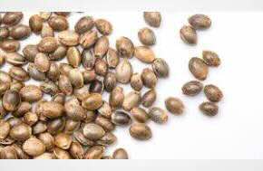 Cannabis Seed Laws in the U.S.: What Consumers Should Know About Genetics, Shipping, and Compliance