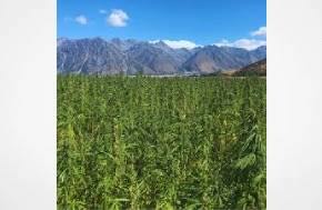Article - Rural News: Industrial Hemp Regulations Revoked as New Zealand Opens New Era for Hemp Industry