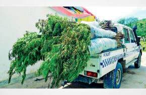 Fiji: $47m worth marijuana plants uprooted
