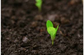 Fixed Inputs, Variable Outputs: What Plant-Count Limits Mean for Cultivation Strategy