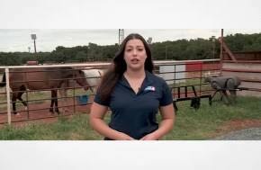 USA: Drug agents find cocaine and horses during traffic stop