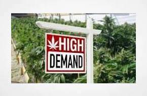 Cannabis Real Estate Risks and Criminal Defense Challenges