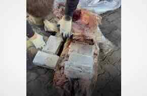 Caviar Caviar ! More than 500kg of cocaine found hidden inside frozen tuna at the port of St Petersburg in Russia.