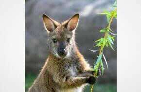 Spain: Wallabies, Dogs, and Deer Rescued From Illegal Cannabis Grow Covered with Decomposing Animals