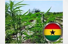 Media Report: 8 Companies Apply to Cultivate Industrial Cannabis in Ghana: Regulation, Opportunity and the Health Case Ghanaians Deserve to Understand