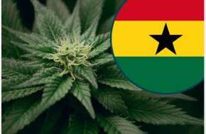 Government Weighs Approval of Industrial Hemp Production and Processing in Ghana