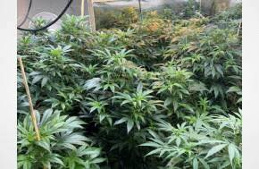 NZ: Cannabis bust in Ngāruawāhia