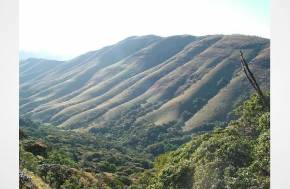 India: Police, forest department to intensify joint patrols to deter collection of hallucinogenic mushrooms in Nilgiris