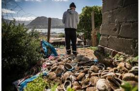 South Africa: Fisheries Department unaware of alleged cocaine-smuggling link to abalone poaching