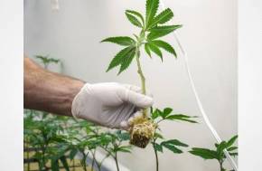Why Cannabis Clones Can Legally Ship Nationwide: The 2018 Farm Bill Explained