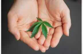Why You Should Tell Your Surgeon About Cannabis Use Before Any Surgery