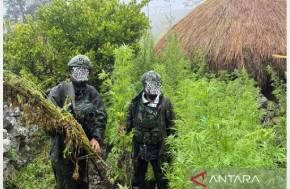 Indonesia military seizes 5,000 cannabis plants in Highland Papua raid