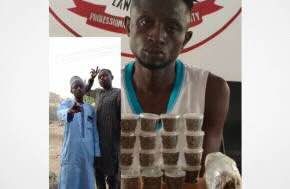Nigeria: Man gets seven-year jail term for advertising cannabis online