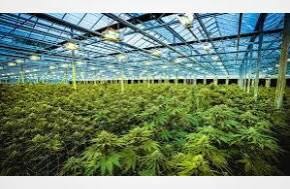 100 Jobs At Cannabist Co. New Jersey To Go  As Company Closes 2 Cultivation Sites