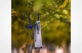 Beard Brothers USA Report: METRC Tag Contamination Exposed