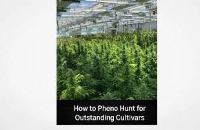 How Phenohunting Is Reshaping the Modern Cannabis Genetics Market