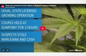 USA: Three men accused of armed robbery at Belgrade marijuana operation