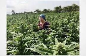 Media Article: The Growing Role of Cannabis Education in Agricultural Careers