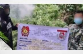 Philippines: 23,000 marijuana plants destroyed