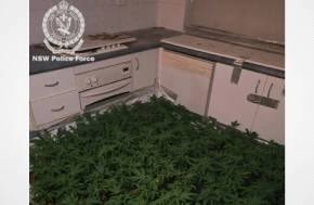 Man charged over million-dollar cannabis crop in Sydney grow house