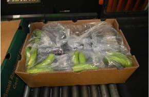 Police seize three tons of cocaine worth over £200m at British port after drugs concealed in bananas sent from Colombia