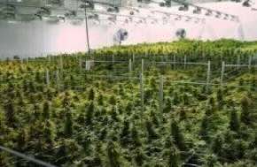 Kuwaiti arrested after police uncover cannabis farm inside home