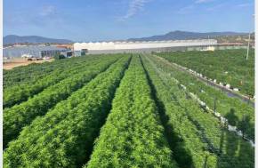 Tasmania: Smell from Pontville medical cannabis facility ‘wearing down’ nearby residents