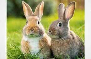 Oklahoma Cannabis Extract Unit Explosion - The Good News.... Rabbit Saved