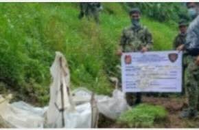 Philippines: 600 marijuana plants, 1,400 seedlings seized in Ilocos Sur